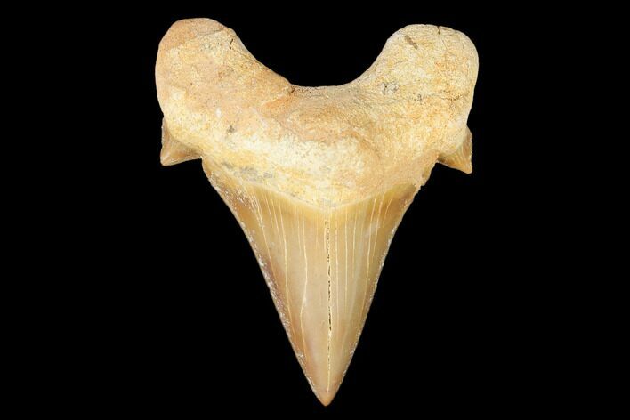 Fossil Shark Tooth (Otodus) - Morocco #103310